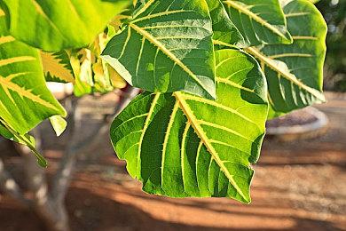 Epic游戏库改版：三年努力 游戏图标终于变成彩色